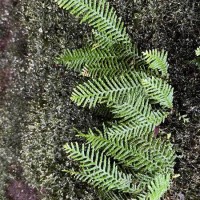 Prosaptia